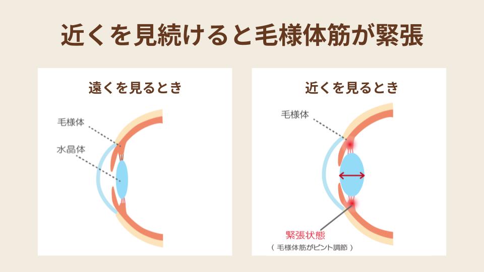 毛様体筋の仕組み