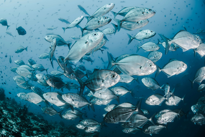 イワシやサバなどの青魚に多く含まれており、食品でいえば青魚の刺身が一番効率のよい摂取方法だとされていますが、忙しい現代人が新鮮な刺身をいつも入手できるとは限りません
