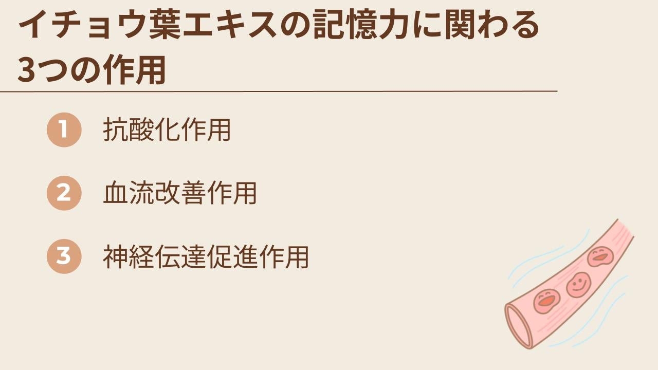 イチョウ葉エキスの記憶力に関わる3つの作用とは
