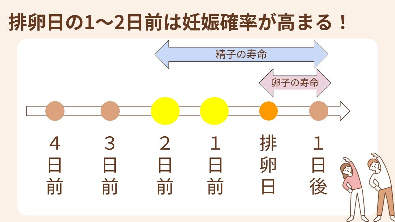 妊娠確率が高まるタイミングは排卵日の1～2日前といわれています。