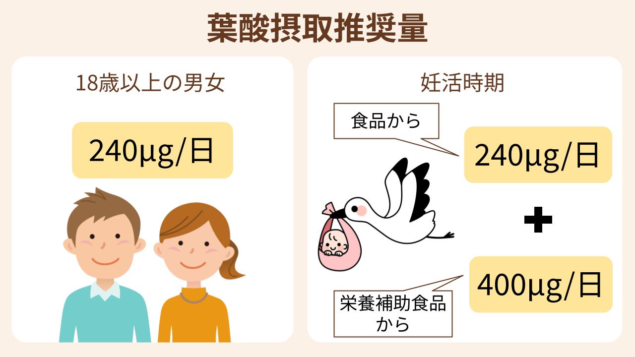 葉酸は、赤ちゃんの健康な発育にとても大切な栄養素で、厚生労働省も妊娠を希望する女性に積極的な摂取を勧めています。