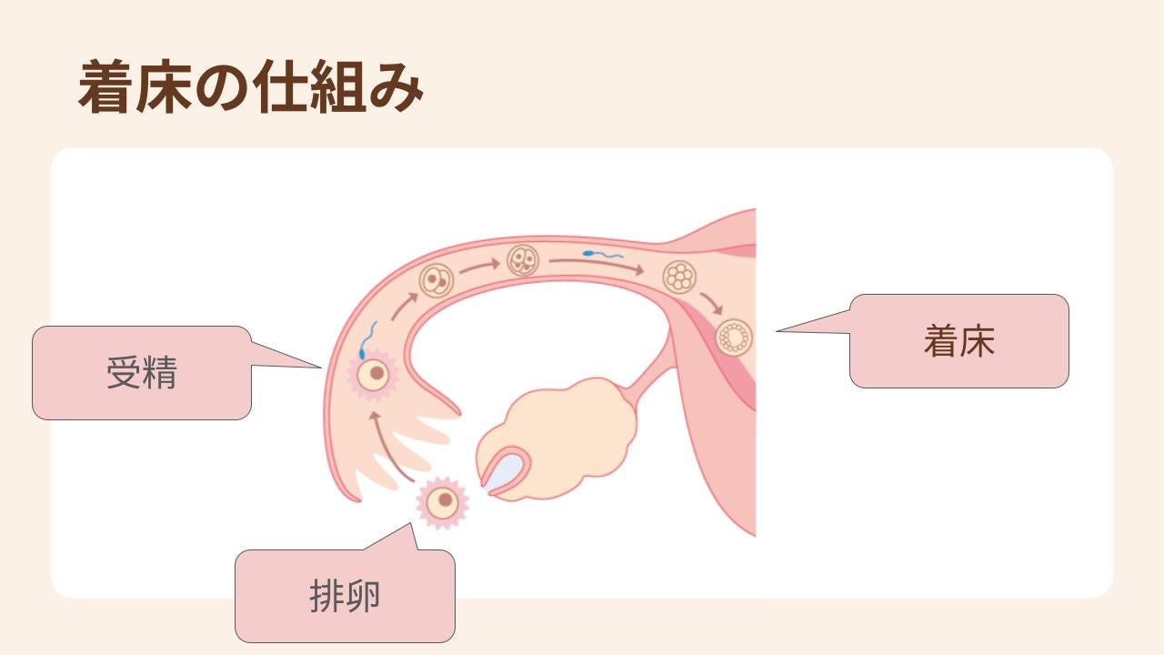 受精卵が子宮に到達して内膜にもぐり込むことで着床
