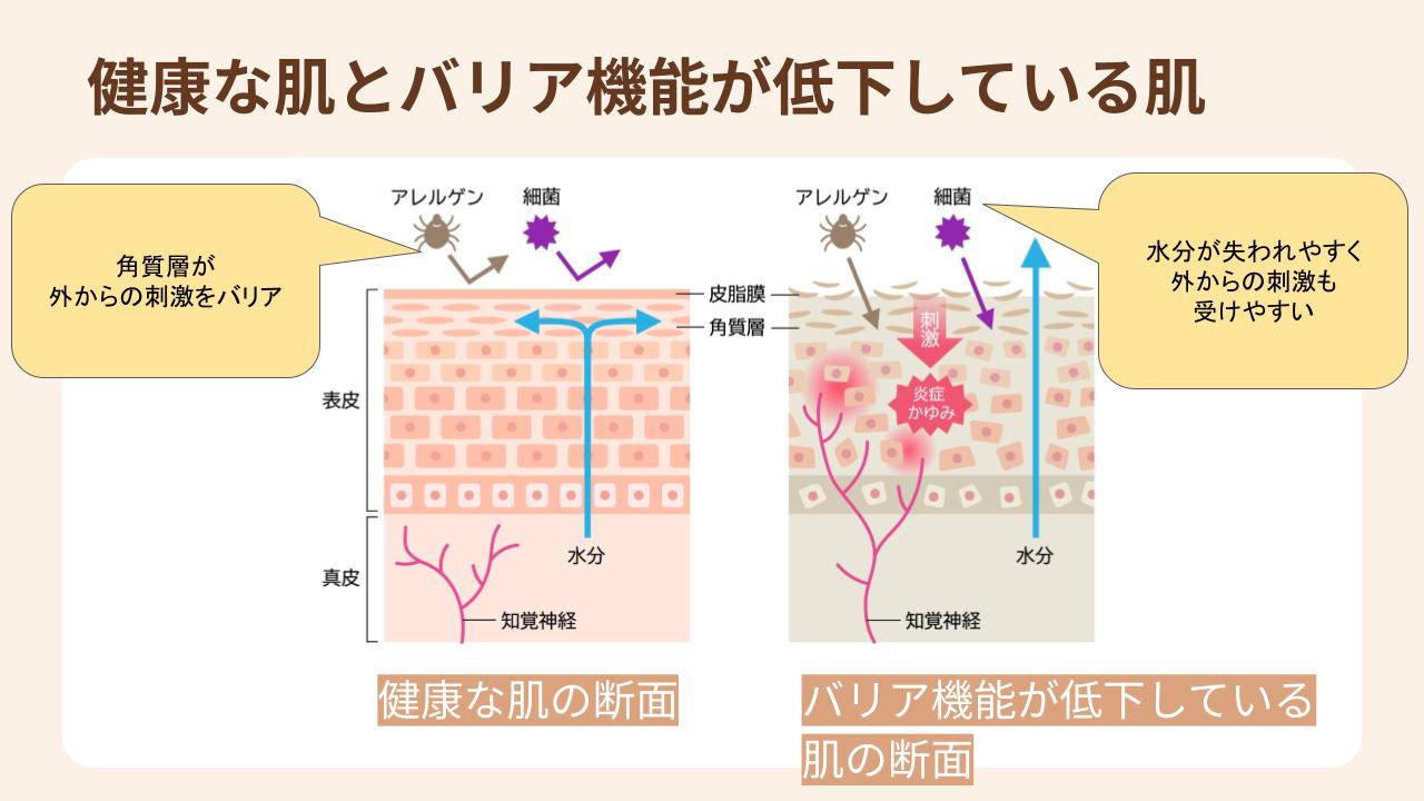 健康な肌はバリア機能があることで外からの刺激から守られている