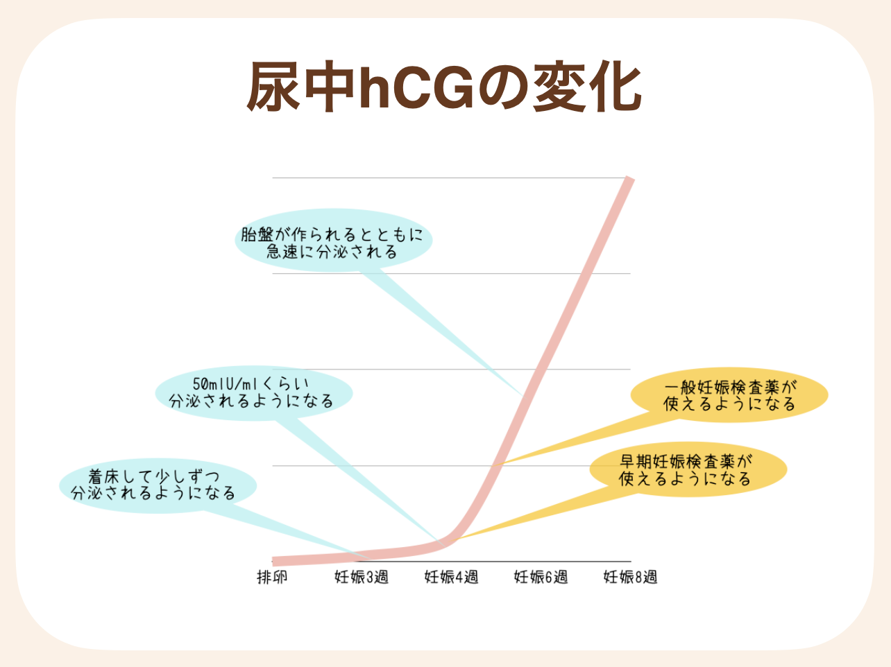 hCGは受精卵が着床すると少しずつ分泌されるようになる
