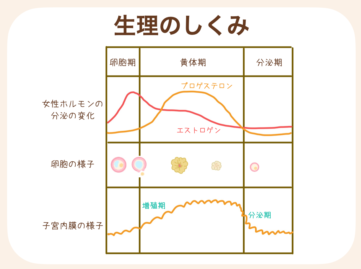 生理（月経）とは、妊娠に備えて受精卵をキャッチできるように厚くふかふかにしていた子宮内膜が不要になって、外に出血として流れ出ること