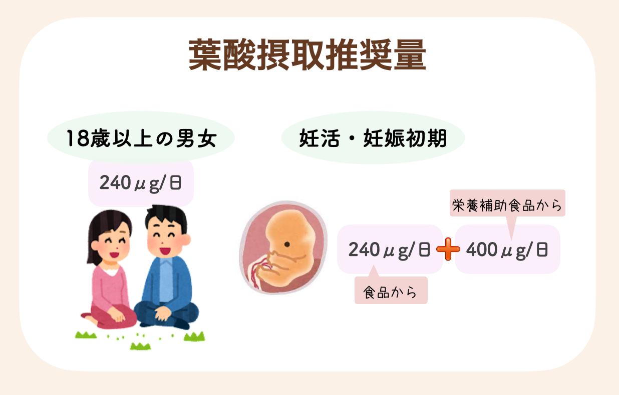 食品から240μgに加えて、サプリメントなどの栄養補助食品から400μg摂取することが推奨