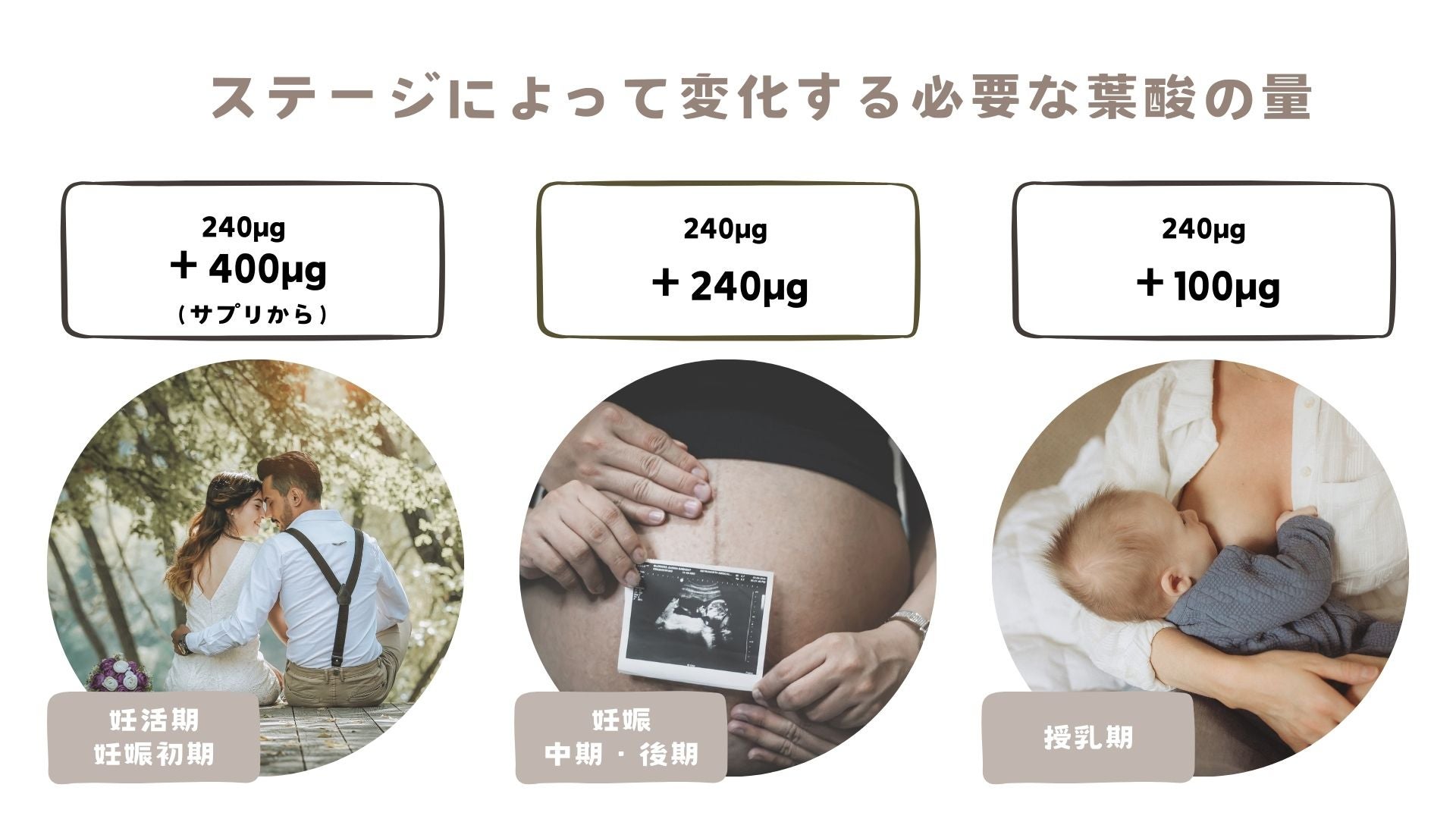 葉酸量はステージにより必要量が変化します