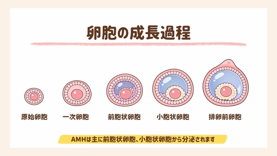 卵胞の成長過程を解説
