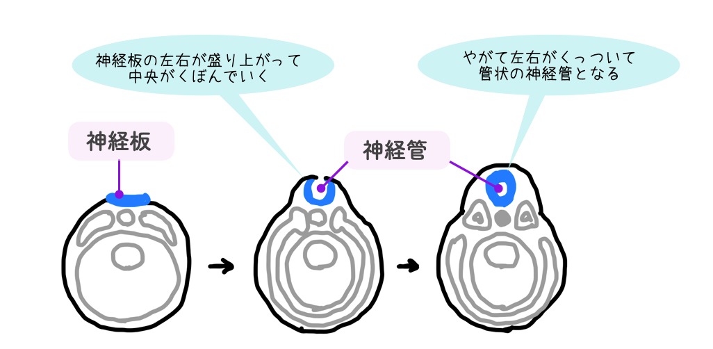 脳や脊髄の中枢神経系のもととなるもの