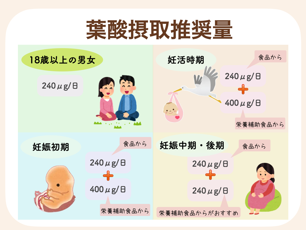 妊活中や妊娠初期には赤ちゃんの器官形成期に備えて葉酸の需要が高まるため、1日あたり240μgに加えて400μgの合計640μg