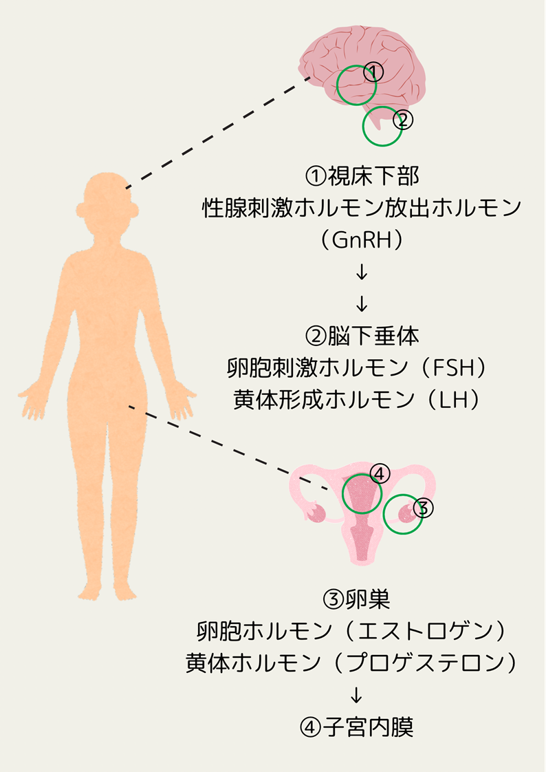 脳の視床下部（生命維持の機能を司る中枢神経）から分泌される「ゴナドトロピン放出ホルモン」が下垂体（ホルモンの分泌をコントロールする器官）を刺激し、そこから「卵胞刺激ホルモン」と「黄体形成ホルモン」が分泌されます。これらが卵巣に働きかけて、卵胞の発育と排卵が起こります。