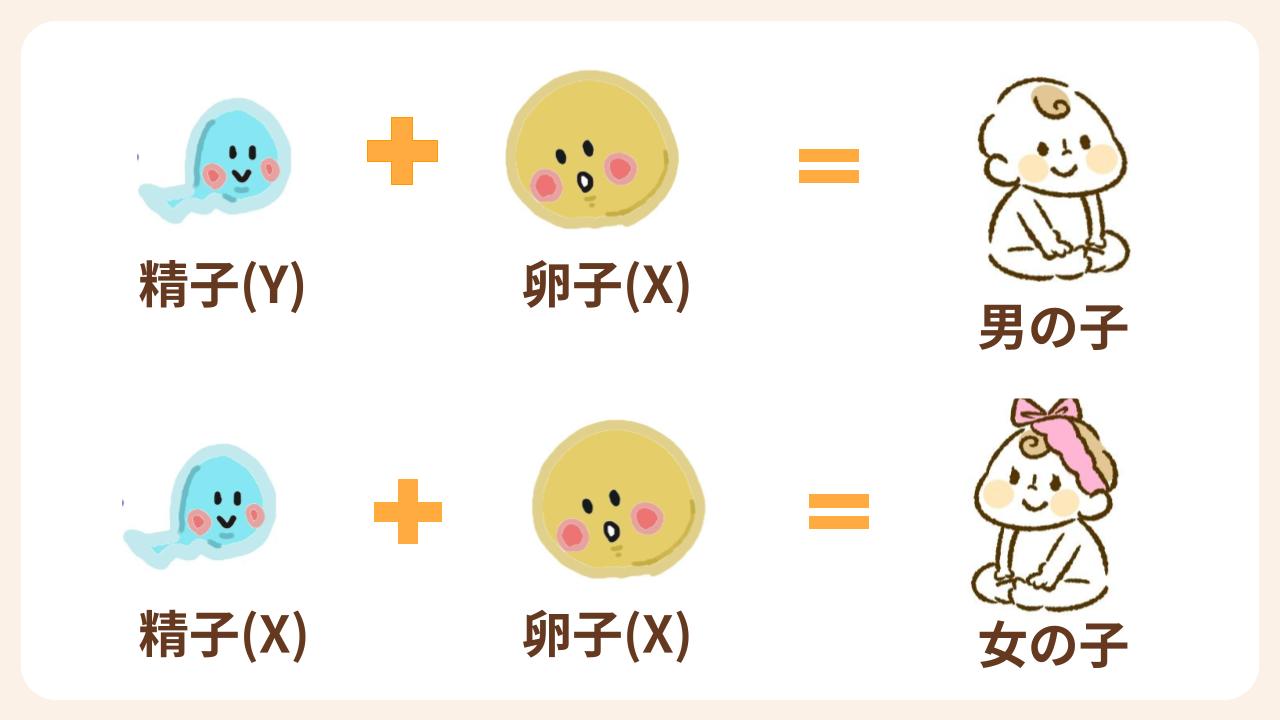 「X染色体」を持つ精子が卵子と結びつくと、赤ちゃんは女の子（XX）「Y染色体」を持つ精子が卵子と結びつくと、赤ちゃんは男の子（XY）