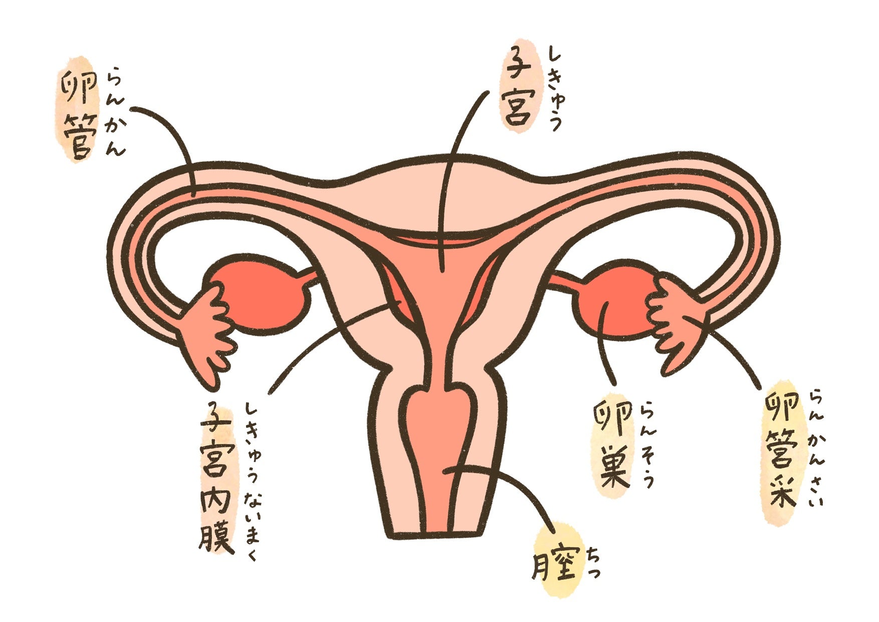 子宮のイラスト