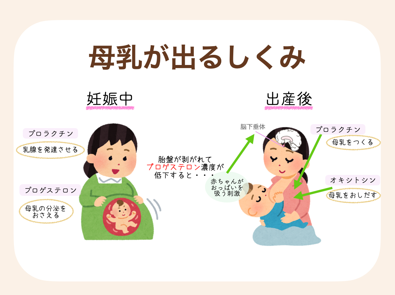 ホルモンによってカラダの中で母乳が出るようになる