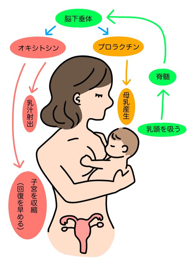 母乳が出るまでの過程には「プロラクチン」と「オキシトシン」という2つのホルモンが深く関係しています。