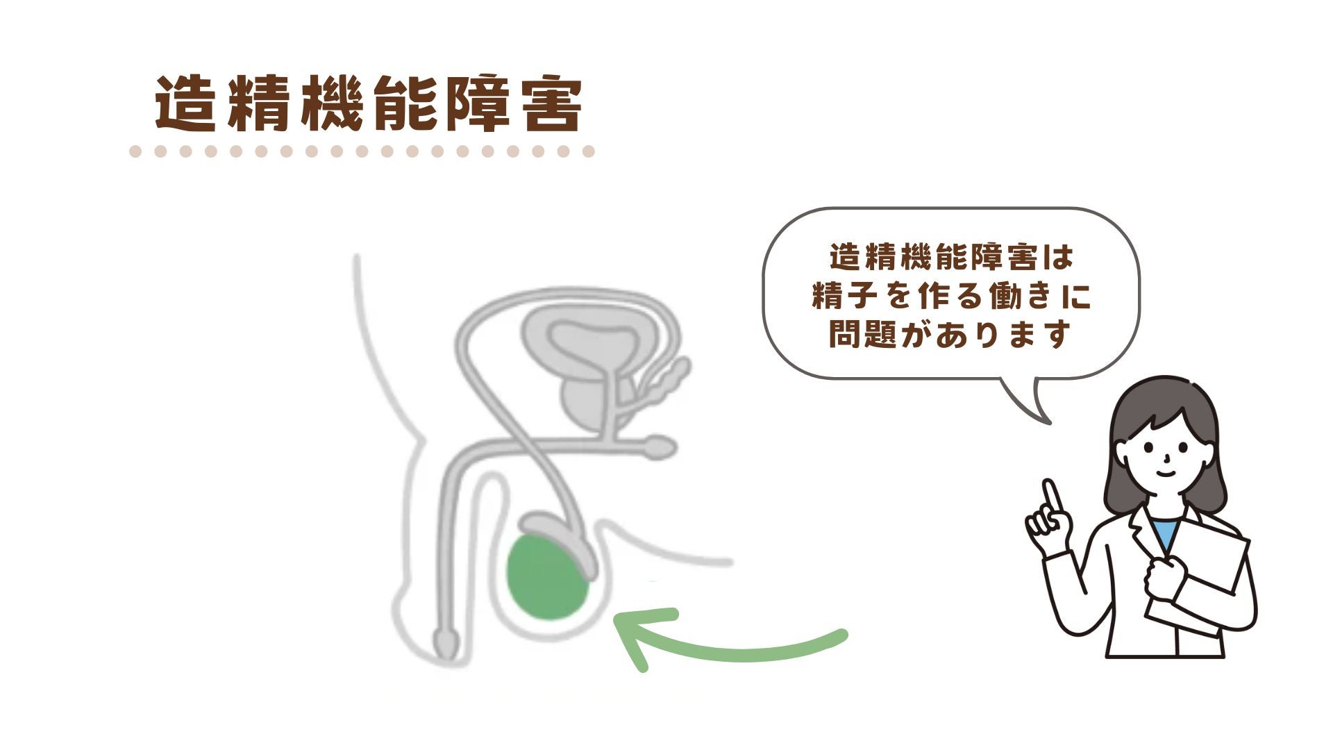 造精機能障害は精子を作る働きに問題がある
