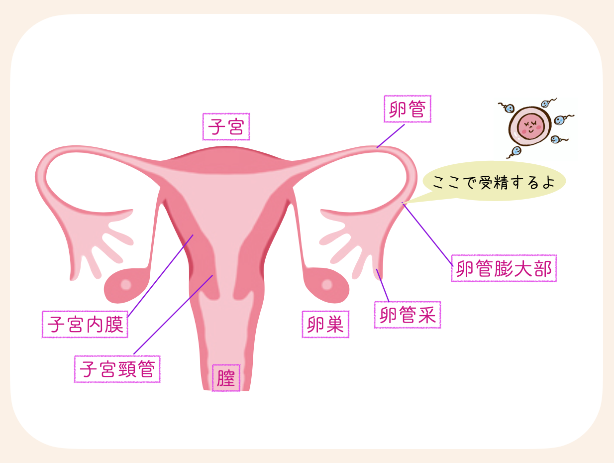 卵管膨大部で受精する