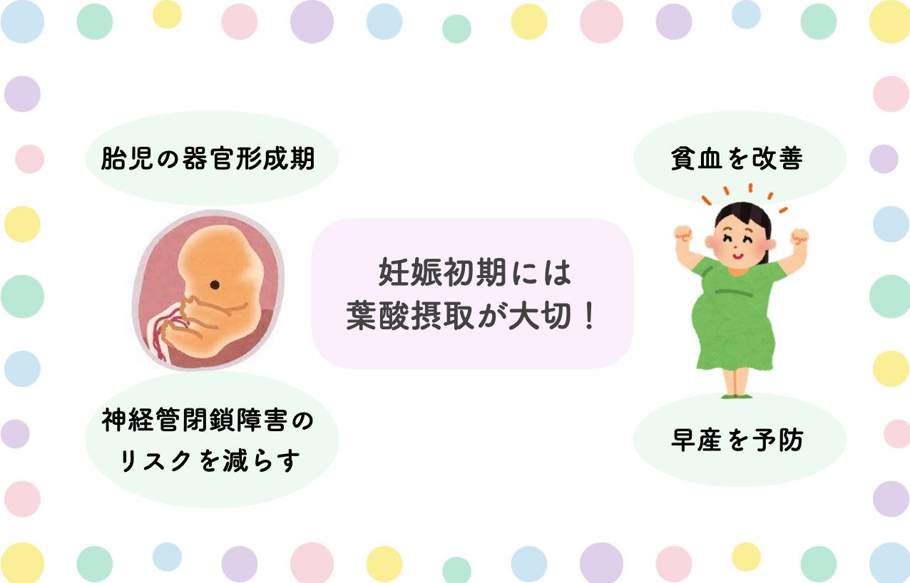 妊娠初期における葉酸摂取の重要性を示したイラスト