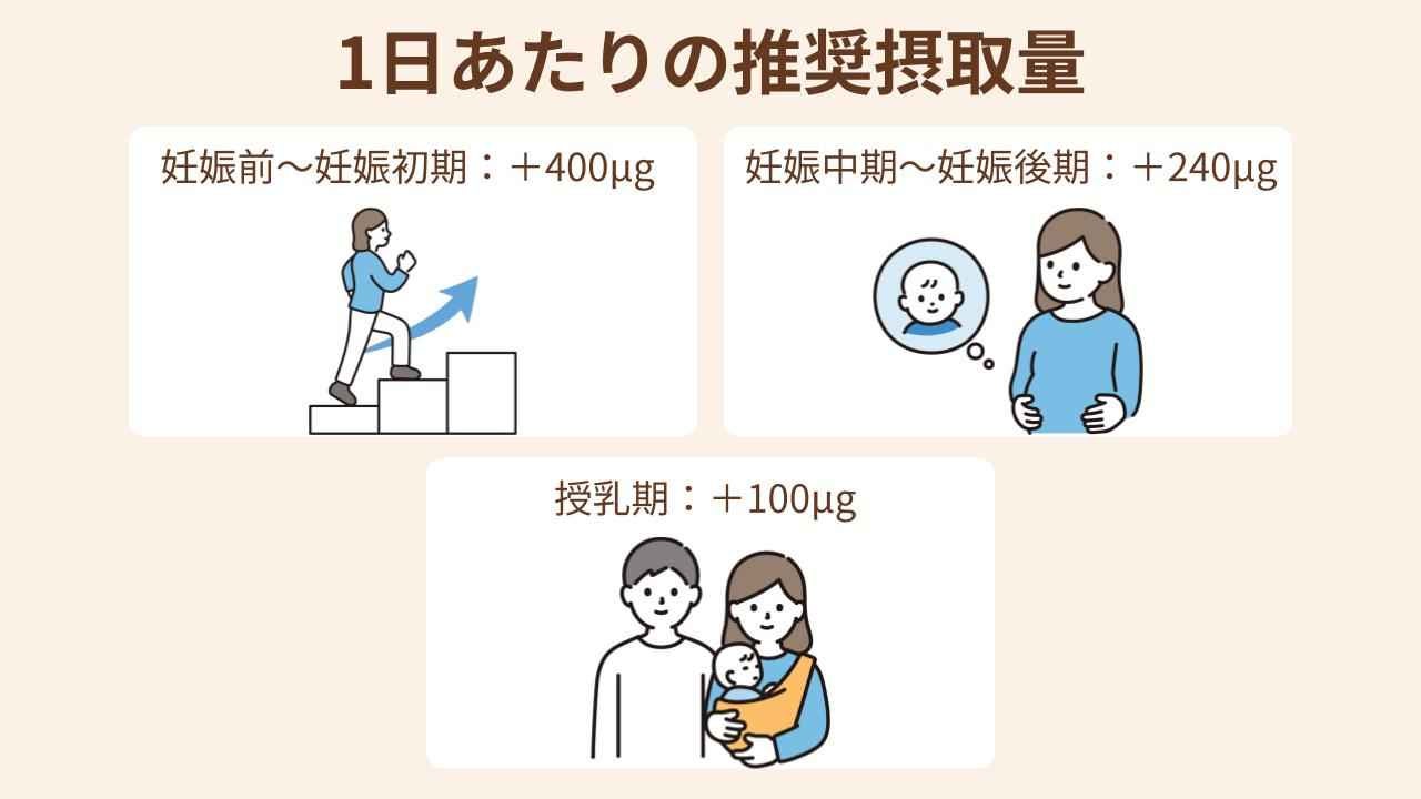葉酸の1日あたりの推奨摂取量は時期により異なる