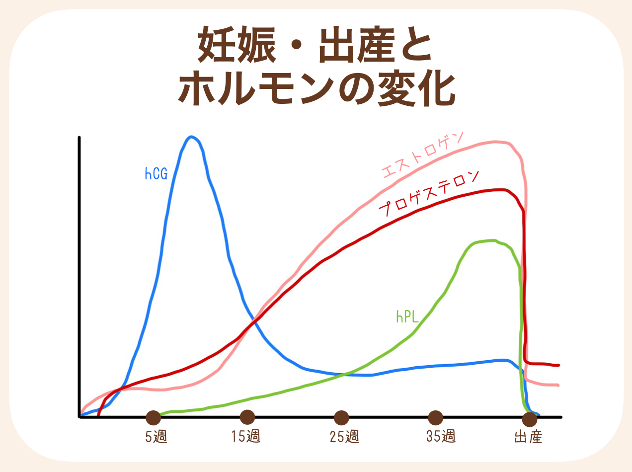 妊娠中にママのカラダの中で分泌が増加していたホルモンは、出産をきっかけに急激に分泌が低下