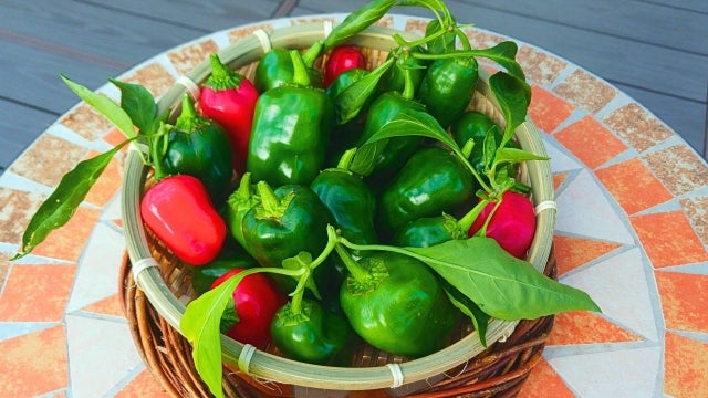 卵子の質の低下を防ぐといわれる抗酸化ビタミンが含まれる緑黄色野菜のイメージ写真