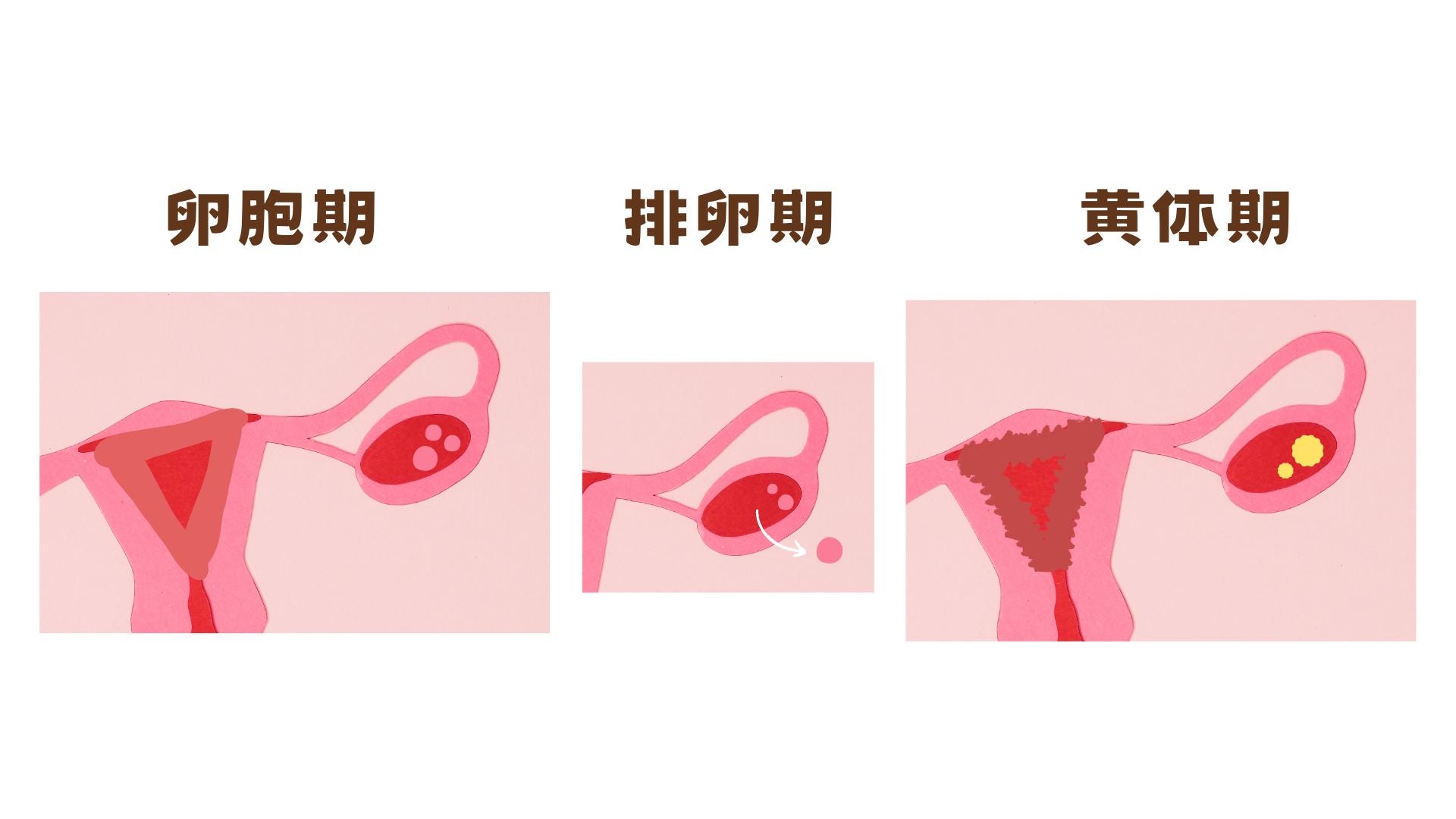 月経周期と子宮内膜の変化について解説します