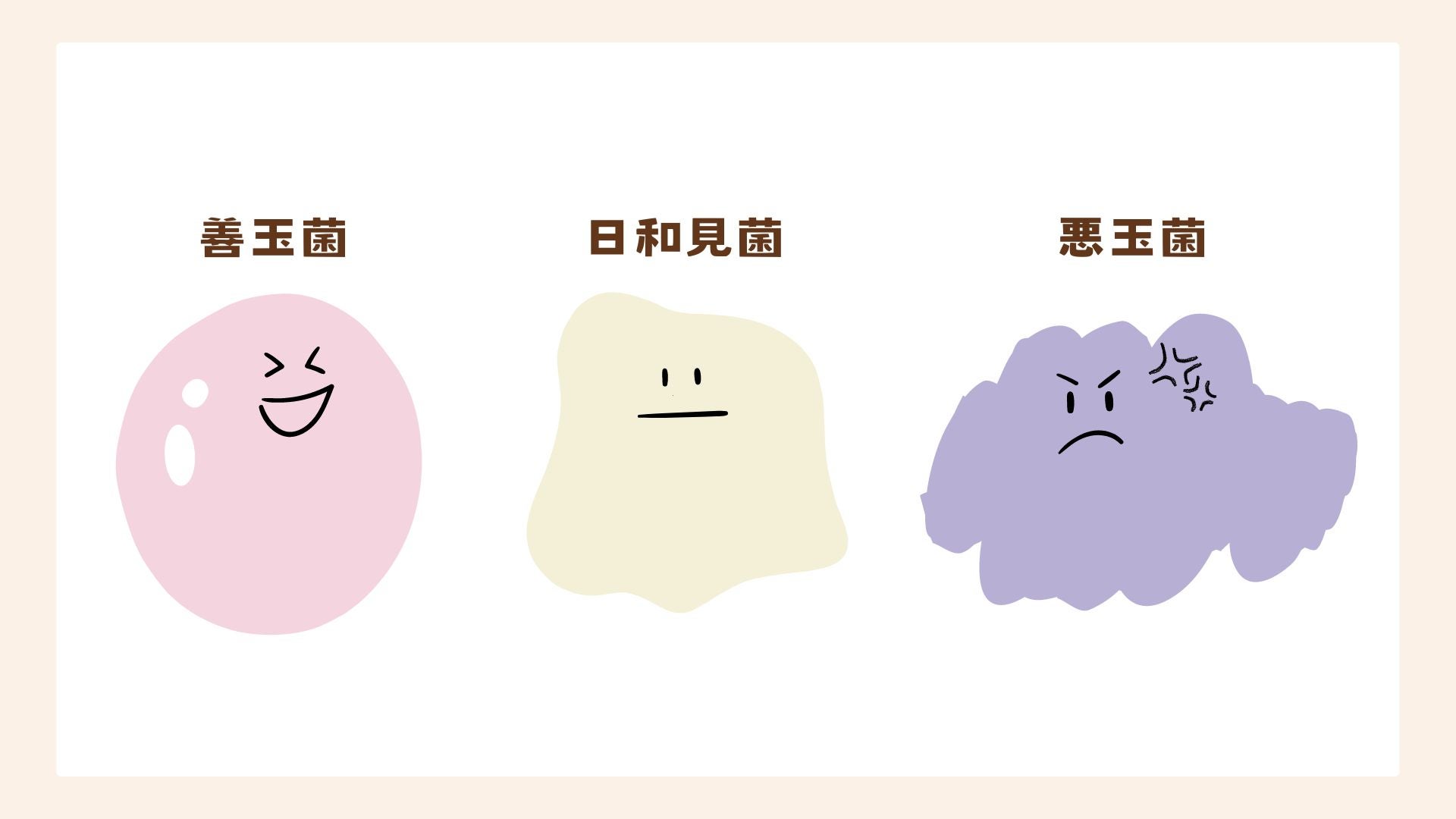 からだには善玉菌、日和見菌、悪玉菌の3種類の細菌が存在しています
