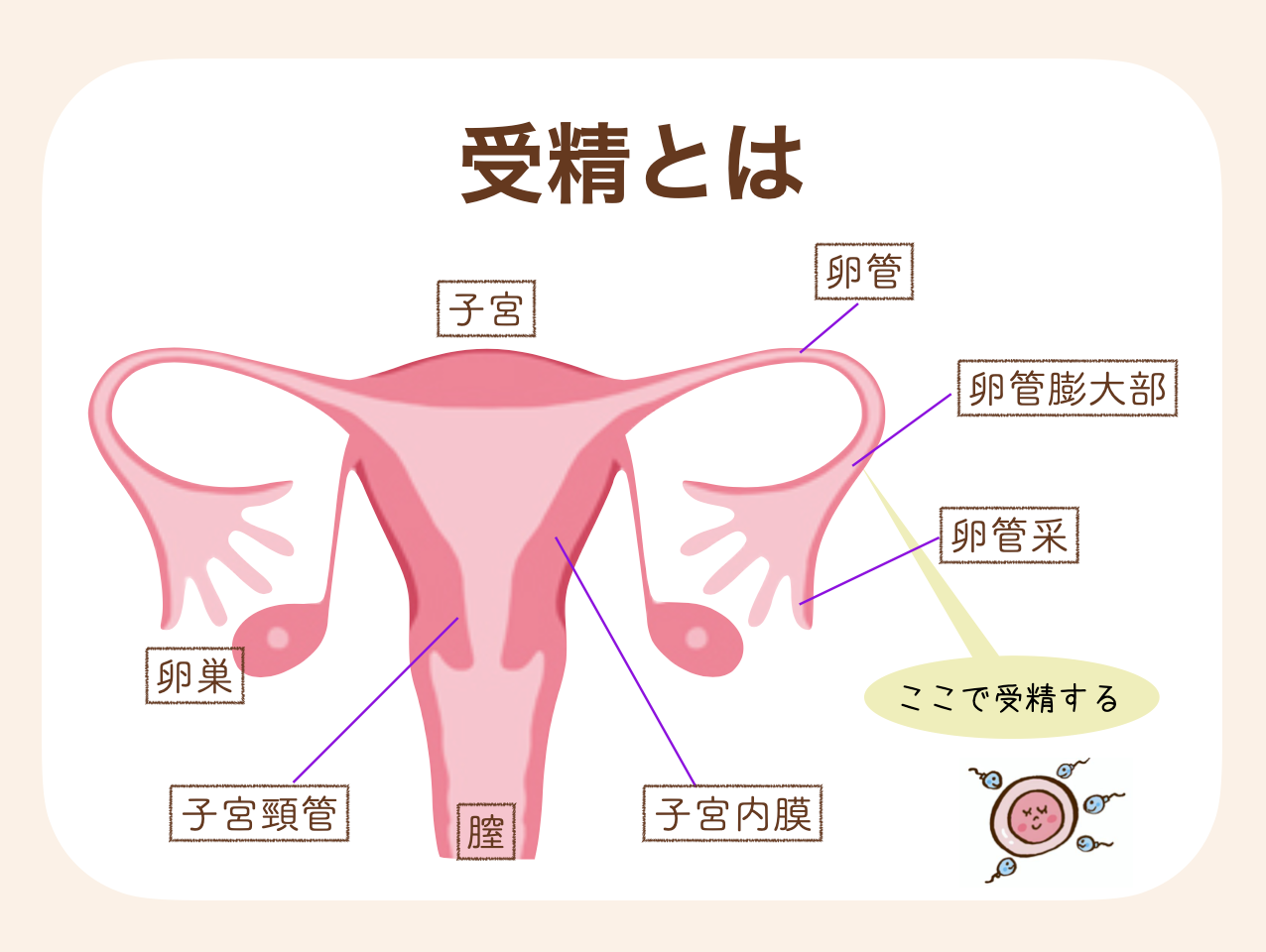 ãå粟ããšã¯ãåµåãšç²ŸåãåºäŒãåäœããå粟åµãã€ããããš