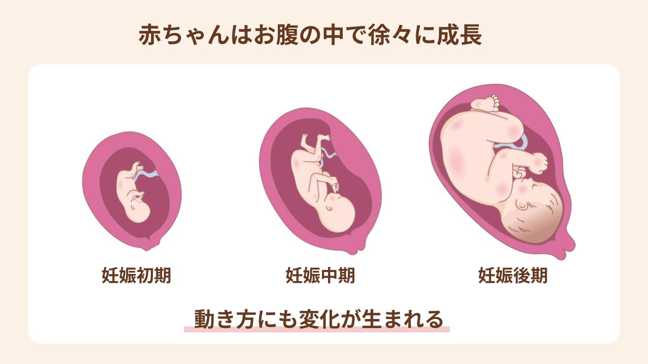 赤ちゃんはお腹の中で徐々に大きくなり、動き方にも変化が生まれる