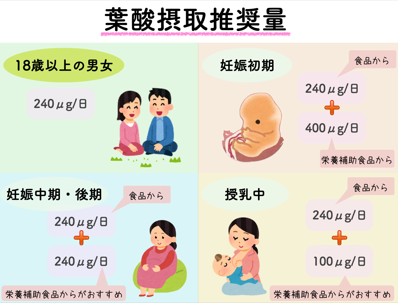 時期によって葉酸の摂取推奨量は違います