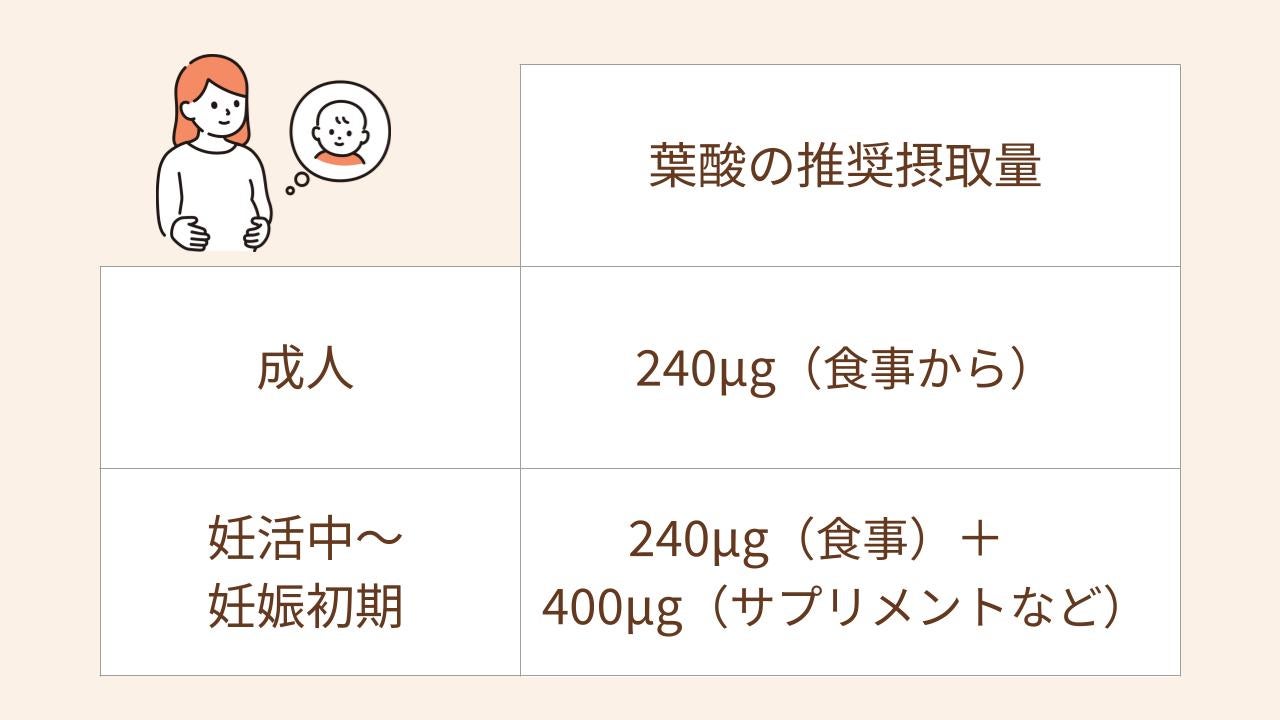 必要な量の目安は成人240μg、妊活妊娠期は＋400μg