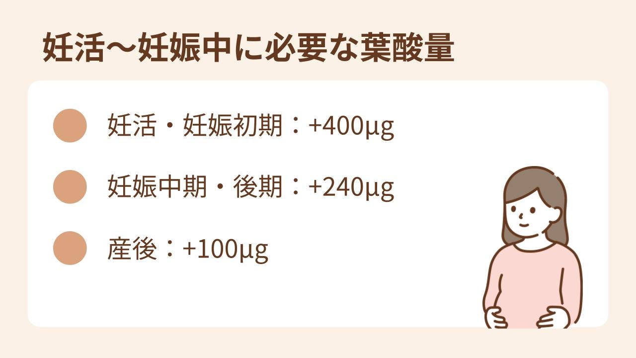 妊活～妊娠中に必要な葉酸量は妊活・妊娠初期は＋400μg、妊娠中期・後期は＋240μg、産後は＋100μg