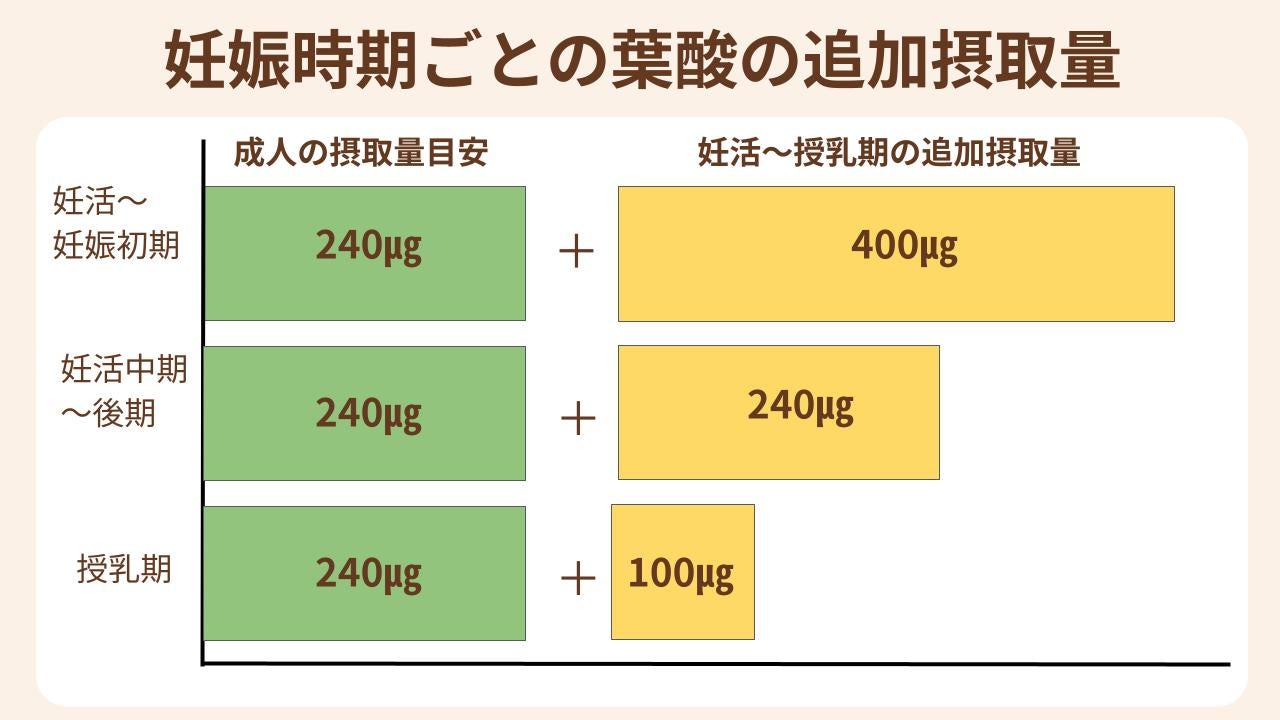 妊娠時期ごとに葉酸の追加摂取量は異なる