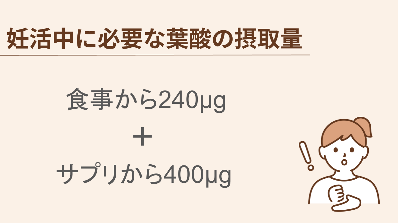 成人女性が1日に必要な葉酸の量は240μg、妊活女性はこの量にプラスしてサプリメントから400μgの葉酸を摂取することを推奨されています。