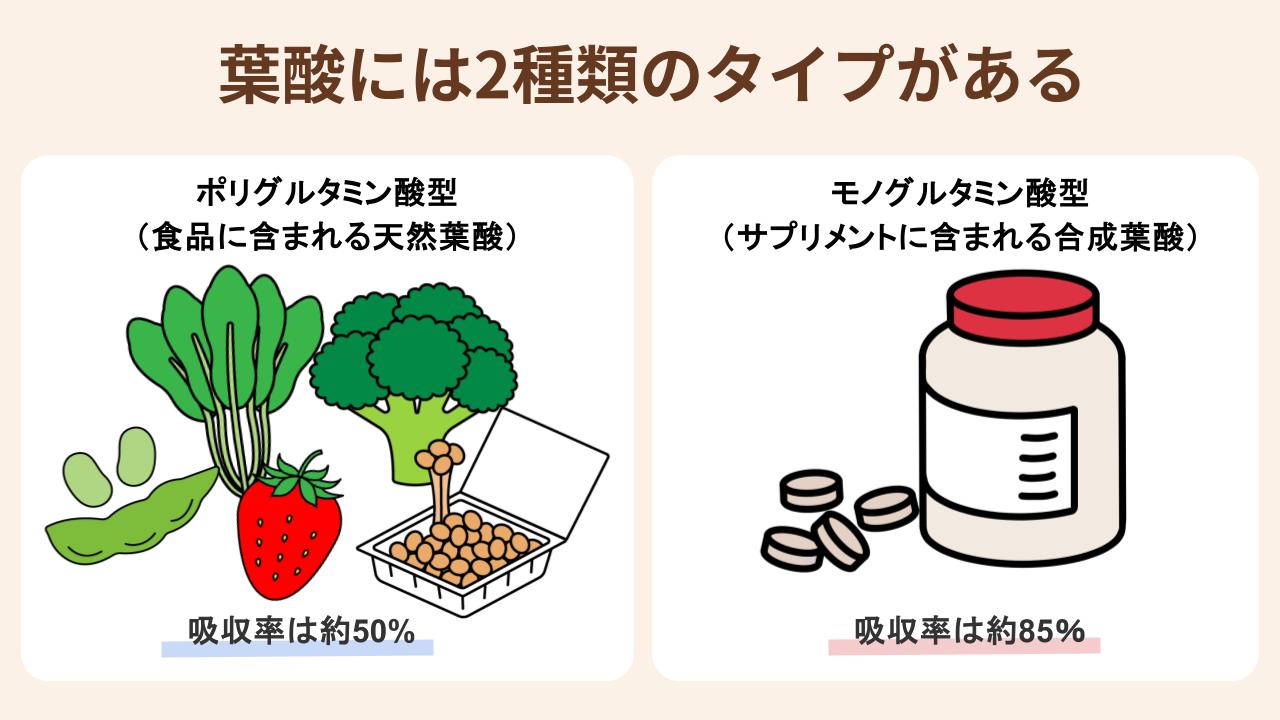 葉酸の特徴の違いを紹介