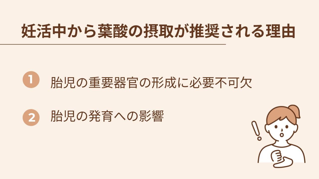 妊活中に葉酸が必要な理由は、胎児の重要器官の形成と発育のため