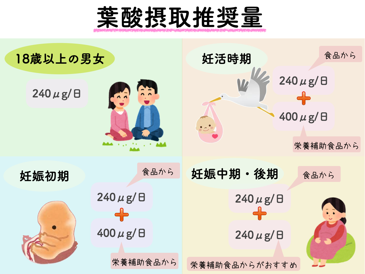 妊活時期に必要な葉酸の量は、食品から摂取する240μgに加えて栄養補助食品などから400μg摂取する必要があります