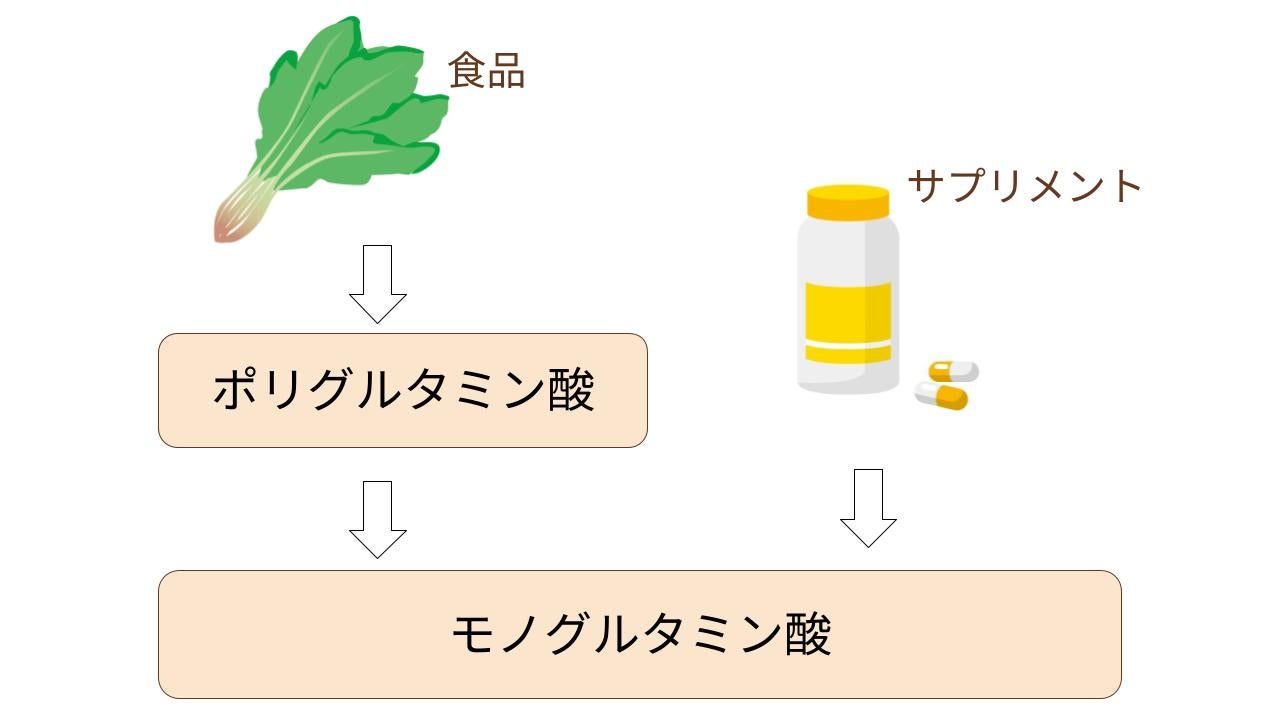 合成葉酸とはサプリメントなどに含まれる葉酸のことで「モノグルタミン酸」とも呼ばれています。