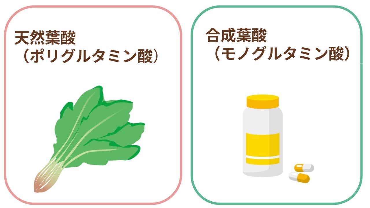 葉酸サプリメントの併用を勧める理由は「天然」と「合成」の2種類の葉酸が関係しています。