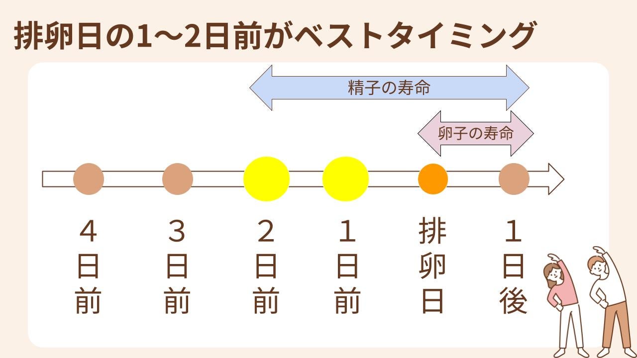 妊娠しやすいタイミングは排卵日の1～2日前です。