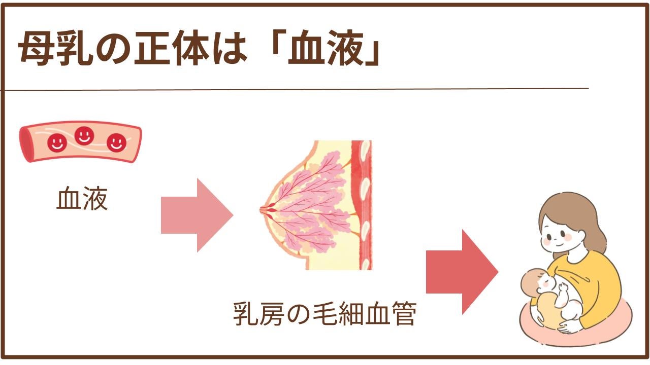 母乳は乳房の毛細血管に取り込まれた血液から作られます。