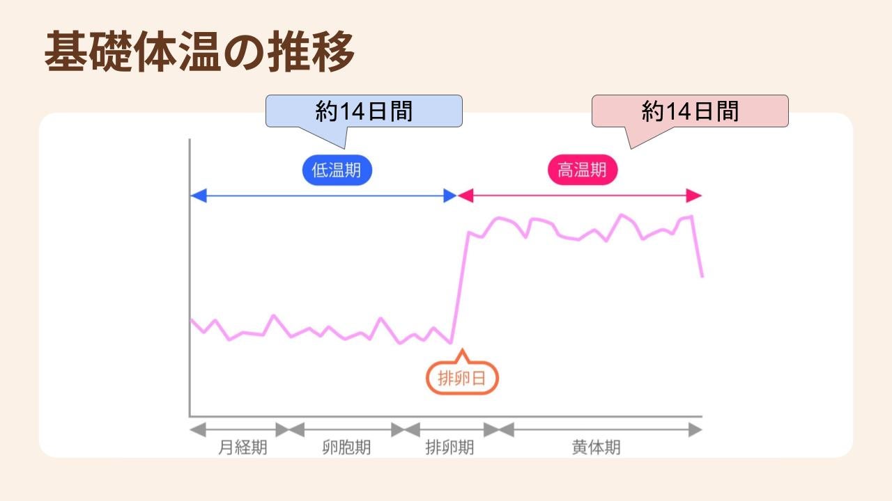 低温期は約14日間、高温期は約14日間続くことを表したイラスト