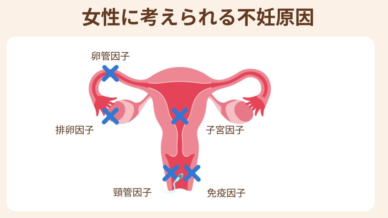 排卵、卵管、子宮、免疫、など