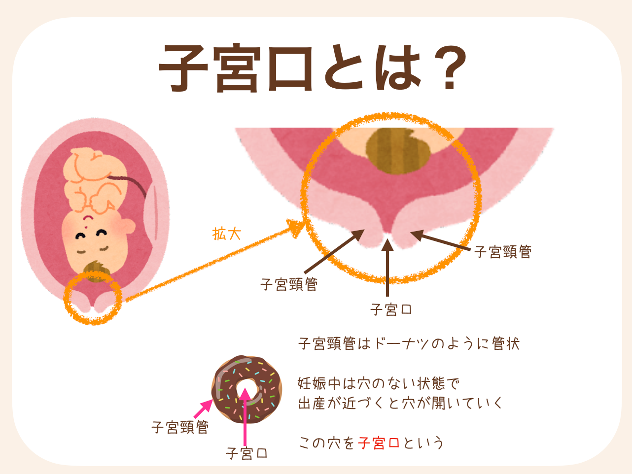 子宮口とは、ドーナツのように管状になっている子宮頸管が開いていくことで広がっていく穴のことをいいます