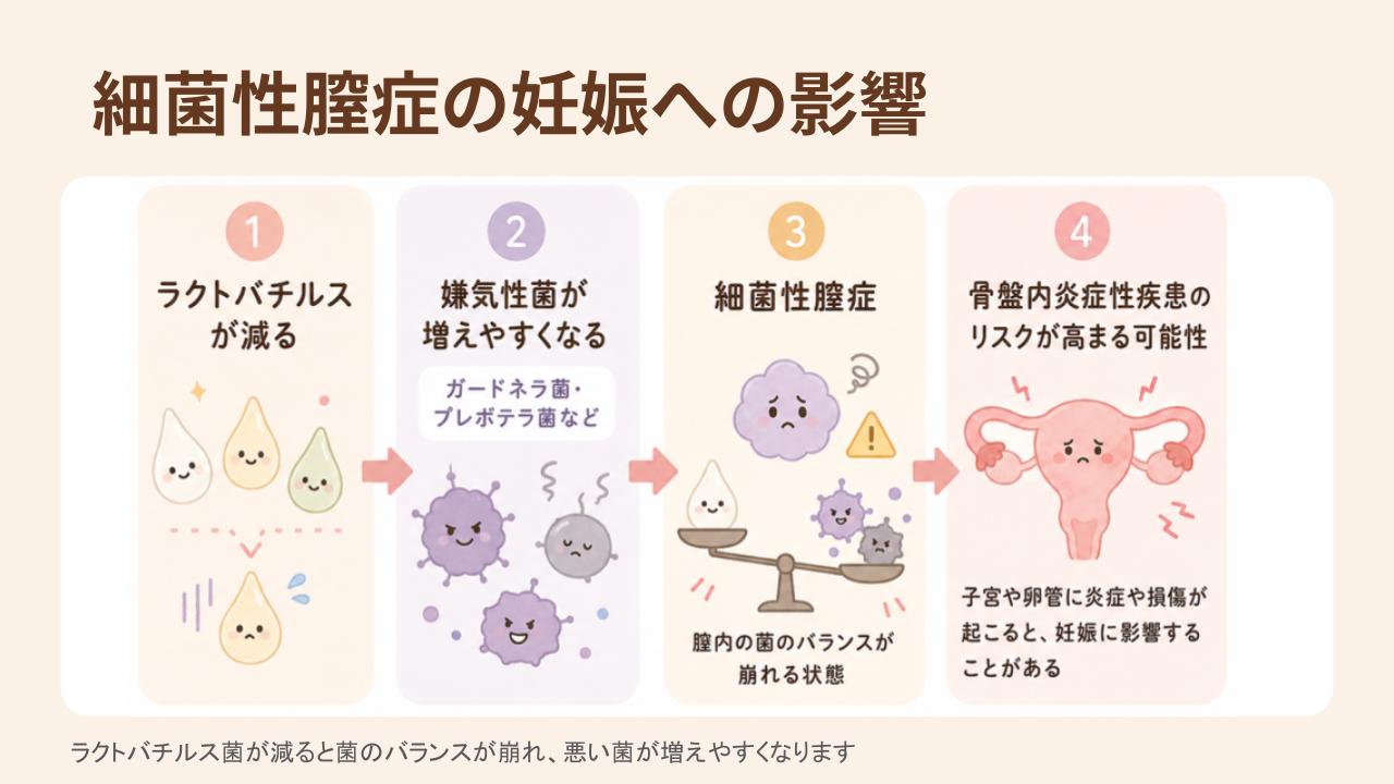 ラクトバチルス菌が減ると不妊につながる可能性もある