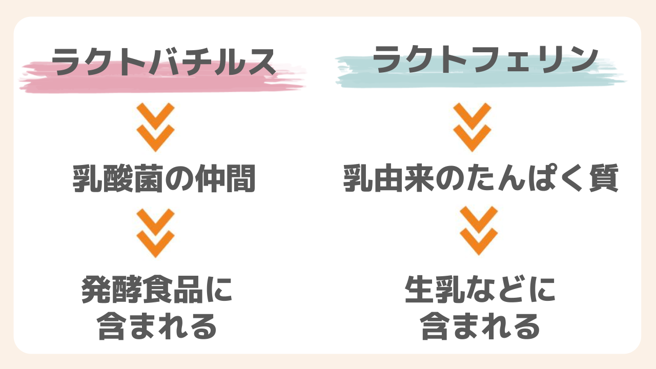 ラクトバチルスとラクトフェリンの違い