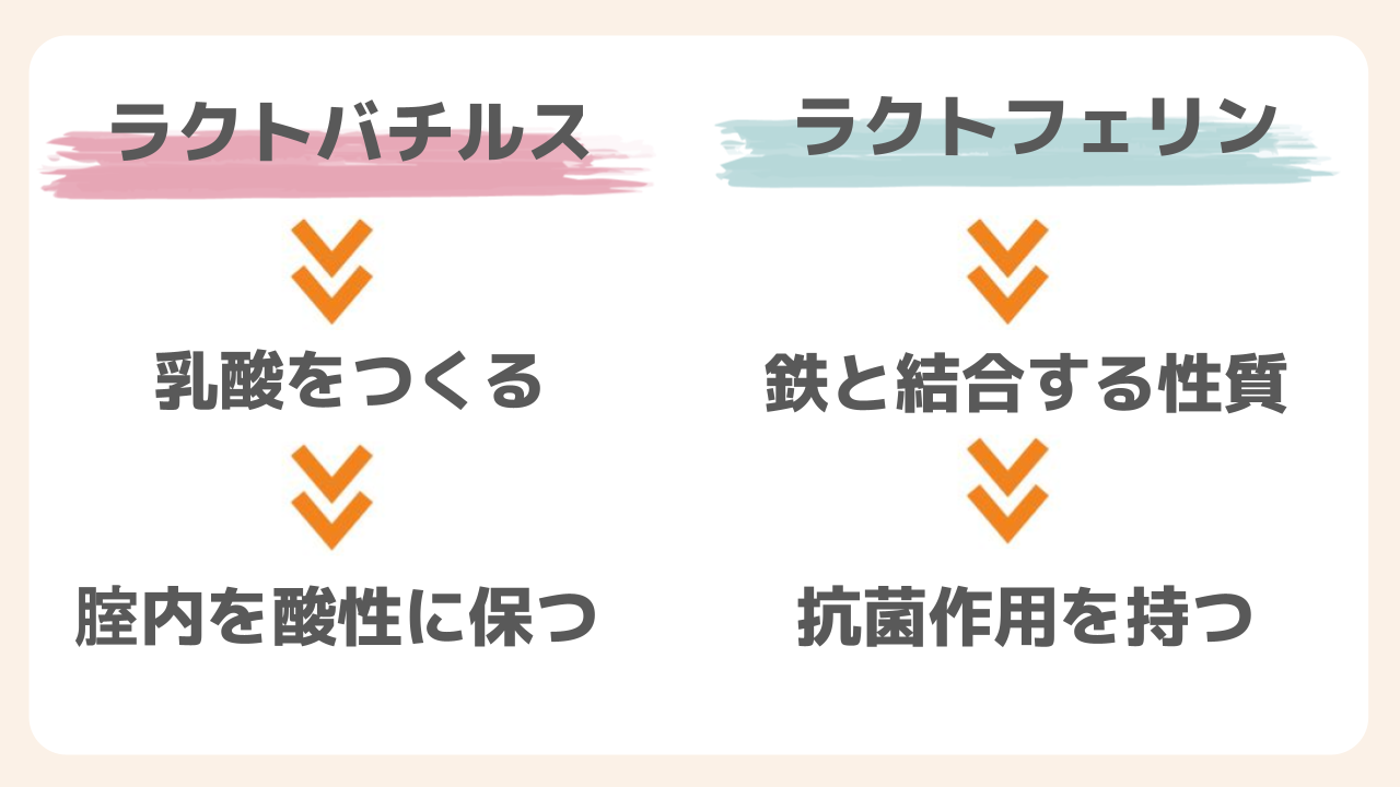 ラクトバチルスとラクトフェリンの働きの違い