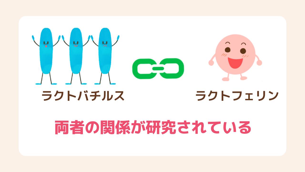 ラクトバチルスとラクトフェリンの関係