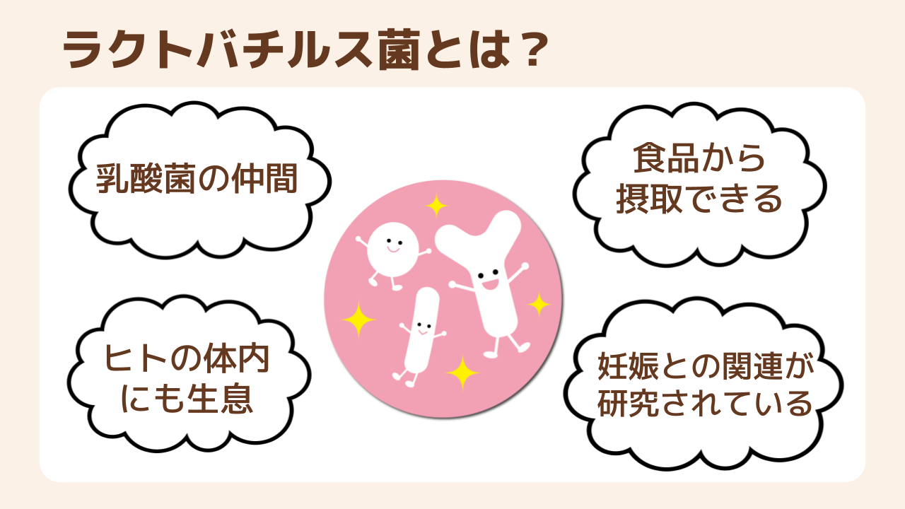 ラクトバチルス菌は乳酸菌の仲間