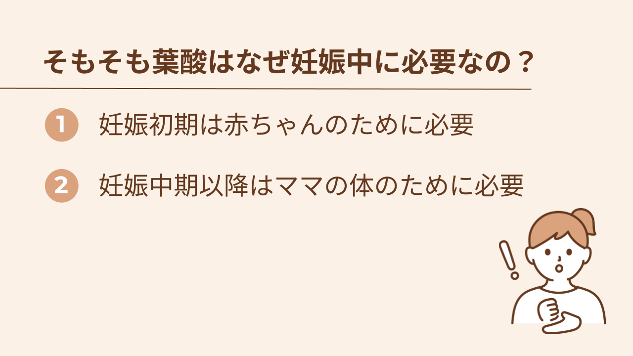 葉酸は妊娠時期に合わせて必要な理由が異なる